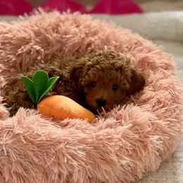 Bernedoodle and Poodle Puppies from Miranda’s Sunshine Poodles and Doodles