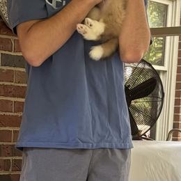 Shetland Sheepdog Puppies from Wellington Shelties