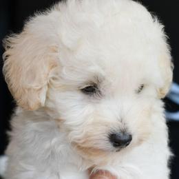 Lilly (AKC) - White female Poodle puppy in Rainbow City, Alabama from Misioh Poodles