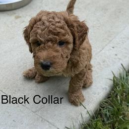 Black Collar (Yang) - Red  male Goldendoodle puppy in Landis, North Carolina from Shelbys Doodle Farm