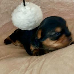 Boy 2 - Black and gold male Yorkshire Terrier puppy in New York from Yorkies Boutique