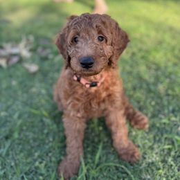 Goldendoodle Puppies from AZ Ohana Doodles