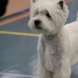 German Shepherds and West Highland White Terriers from Country Grove Breeding LLC