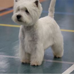 German Shepherds and West Highland White Terriers from Country Grove Breeding LLC