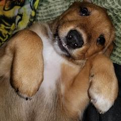 Nord Wachhund Puppies from Nordic Kennels