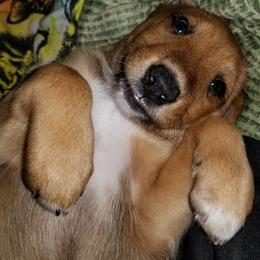 Nord Wachhund Puppies from Nordic Kennels