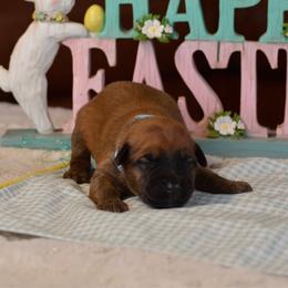 Snickers - Wheaten male Soft Coated Wheaten Terrier puppy in Kirksville, Missouri from BellSharps Australian Shepherds