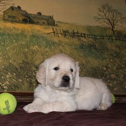 Golden Retriever Puppies from Fiddle In Gold Retrievers