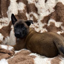Girl 3 - female Belgian Malinois puppy in Midway, Georgia from C4MALINOIS