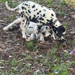 2 - White and black male Dalmatian puppy in Killeen, Florida from America's Dalmatian Friends