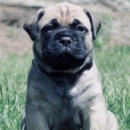 Bullmastiffs from Eggelhoefer K9s