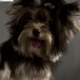 Levy - Yorkshire Terrier