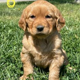Yellow - Dark golden female Golden Retriever puppy in Mount Carmel, Tennessee from HS Goldens