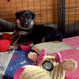Girl 1 - Black and red female German Shepherd puppy in Wausau, Wisconsin from Northwinds German Shepherds