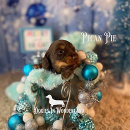 Pecan Pie - Chocolate and tan male Dachshund puppy in Rainier, Oregon from Doxies in Wonderland