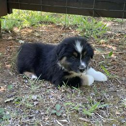 Charm - Black tri-color female Australian Shepherd puppy in Celina, Tennessee from CumberlandRidge Australian Shepherds