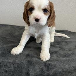 Twix - Blenheim male Cavalier King Charles Spaniel puppy in Thatcher, Arizona from Ethan McBride