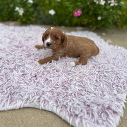 Dolly - Red female Cavapoo puppy in Thorndale, Texas from Hattie’s Texas Cavapoos