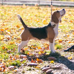 Beagle All Grown Up from Joyful Noise Beagles
