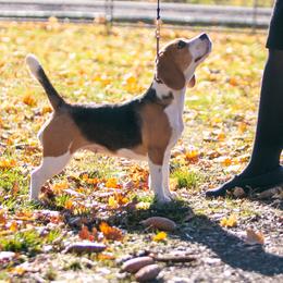 Beagle All Grown Up from Joyful Noise Beagles