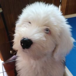 Old English Sheepdog Puppies from Island Bound Old English Sheepdogs