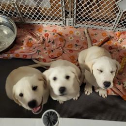 Labrador Retriever Puppies from South Sound Labradors