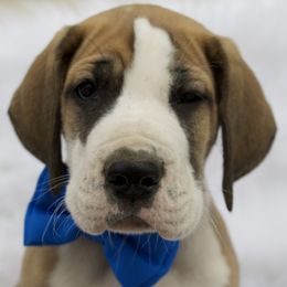 Great Dane Puppies from Cook’s Gentle Giants