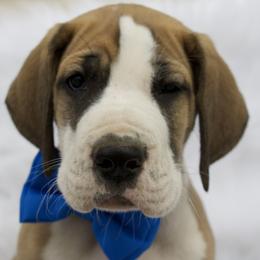 Great Dane Puppies from Cook’s Gentle Giants