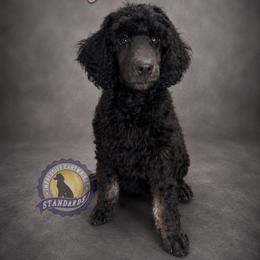 Poodle Puppies from Impressive Cartwright Standards