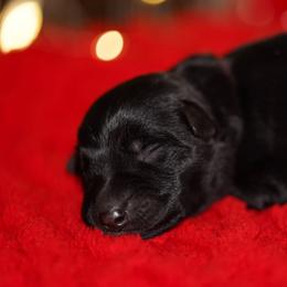 Purple Ribbon - Black female German Shepherd puppy in Howard City, Michigan from Sherman's Shepherds
