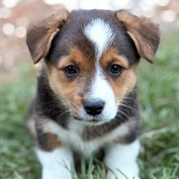 Female 1 - Black and tan female Pembroke Welsh Corgi puppy in Portland, North Dakota from Sliding stop corgis