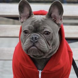 Odin - French Bulldog