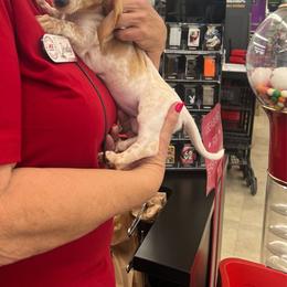 Honey - Piebald female Dachshund puppy in Brooksville, Florida from Ween Acres