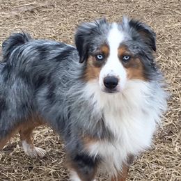 Bleu - Miniature Australian Shepherd