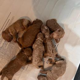 Walter - Parti male Goldendoodle puppy in Fairmont, West Virginia from Robin Nelson