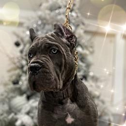 Cane Corso Puppies from Busch Kennels LLC