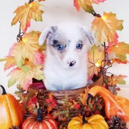 American Corgi and Pembroke Welsh Corgi Puppies from Whimsical Treasure Corgis