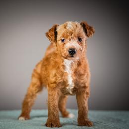 Blue - Apricot male Schnoodle puppy in Caldwell, Idaho from Boise Doodle Co.