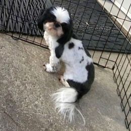 Fancy - Shih Tzu
