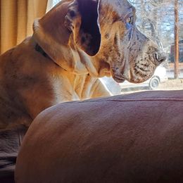 June - Great Dane