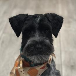 Dachshunds, Miniature Schnauzers, and Pomeranians from The Bearded Companions