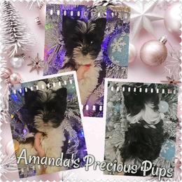 Girl 3(Christmas Sale) - Parti female Yorkshire Terrier puppy in Wartburg, Tennessee from Amanda's Precious Pups