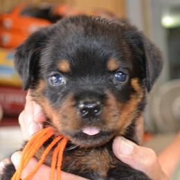 ORANGE  COLLAR - Black and mahogany female Rottweiler puppy in Dawson Springs, Kentucky from Lakeview Rottweilers