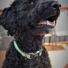 Bernedoodles from Macadoodles