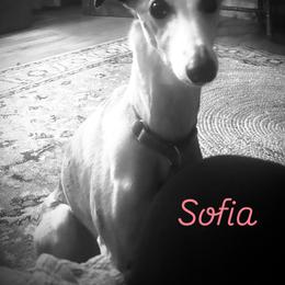 Miniature Schnauzer and Whippet All Grown Up from Saving Grace
