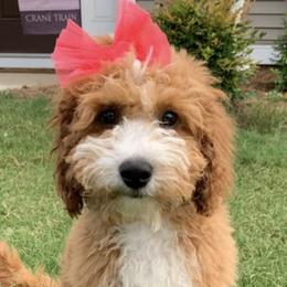 Goldendoodles and Poodles from Crane Train Poodles & Doodles