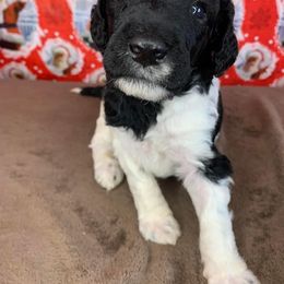 Poodle Puppies from Wonderland Kennel
