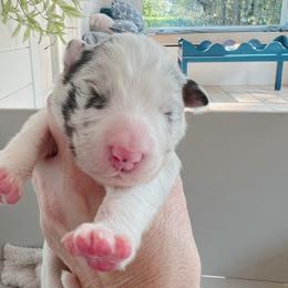 Girl 2 - female Border Collie puppy in Westport, Connecticut from Bluewater Border Collies