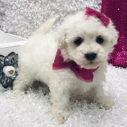 Poodle Puppies from Puppies-4U