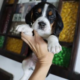Marigold - Black tan and white male Beagle puppy in Susanville, California from Homegrown Beagles